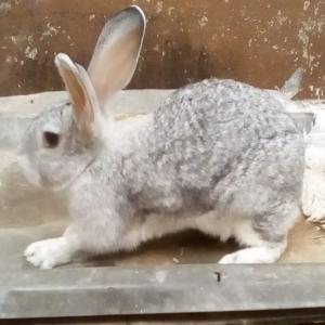 De la chair tendre à très bon prix - animaux vivants vente de lapin à très bon poids av très bon prix avec le rapport équilibré qualité-prix. élevé dans des conditions adéquat et adapter.