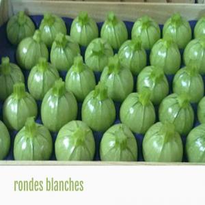 Courgette ronde - fruits et légumes courgette ronde dans une ferme de très bonne qualité recherche achteur très bonne qualité très bon service très bon prix...