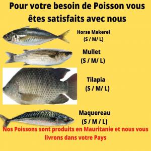 Poissons produits en Mauritanie - poissons pour vos besoins de poissons  de tous types et de bonne qualité,  vous serez satisfaits totalement. nos poissons sont produits en mauritanie. nous  pouvons vous livrer quelques soit la quantité,  à partir d'un conteneur jusqu'à un navire et meme plus. vous n'avez qu'à