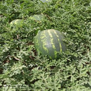 Pastèque - fruits et légumes nous exportons de la pastèque de haute qualité de maroc, - très bonne qualité très bon service très bon prix--we export high quality watermelon from morocco- very good quality very good service very good price ...--