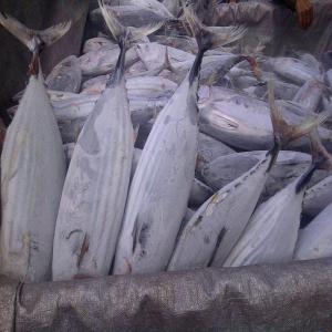 Senegal : VENTE DE THONS CONGELÉS( FROZEN TUNA) - poissons salut à tous. si vous etes intéressé par le thons congelé mise en carton de 20 kg. nous sommes en capacité de fournir plusieurs milliers de tonnes par mois. vous pouvez nous contacter  ---- hi to us. if you are interested in frozen tuna put in 20 kg carton. we are 