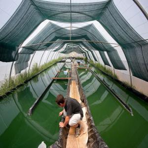 Fournisseur français de spiruline bio - matiere vegetale avec 9 ans d’expérience dans la valorisation de producteurs du monde entier,  nous avons une large gamme de super aliments disponible. sélectionnés pour leurs goûts et leurs valeurs nutritives (tous bio). nous surtout connu pour notre spiruline bio en poudre et en comprim&e