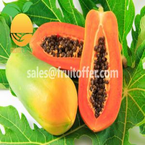 PROVIDING FROZEN PAPAYA FROM VIETNAM  - fruits and vegetables export type- frozen iqf,  delivered in container 20'fcl / 40'fcl----origin- viet nam----product shape- dice,  cube,  chunk,  tidbit,  slice,  cut 1/4,  cut half,  stick...or as you prefer----color- natural red orange----taste- sweet naturally----brix- 8+----package- pe bag,  colored bag,  vacuum bag...in cart