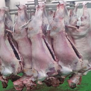  VENTE CARCASSES AGNEAUX HALAL ESPAGNE  - viandes et oeufs carcasses agneaux halal  poids de 17/22kg  nous avons encore 1000 agneaux pour sacrifié le jour de l´aid le 09 juillet 2022