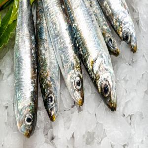 SARDINE CONGELE EXPORT - poissons bonjour,  société d'export dispose de sardine congelé premier choix qualité garantie et prix intéressant souhaite exporter nos produits en afrique en europe ou toutes autres destinations.--prière de nous contacter sur whatsapp pour plus de détails.--co