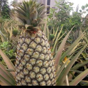 Recherche client  - fruits et légumes nous sommes une coopérative productrice d'ananas frais. nous sommes basé en afrique de l'ouest précisément au bénin. nous disposons des ananas frais sur une superficie de 35 hectares. nous cherchons des acheteurs sérieux pour l'exportation de nos produits.--