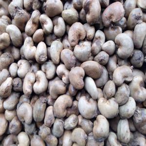 acajou - fruits secs et graines grillées bonjour à tous--noix de cajou brut origine bissau (casamance)--caracteristiques 50 lbs per 80 kg , nut count 190 to 200 per kg max moisture -6% defective nut -2%--origine bissau crop 2021 total 2000 tonnes--conditions tarifaires - 1350 francs kg--restrictions - 2500 tonnes--conditionnement - p