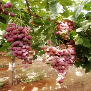 Fruits - fruits et légumes nous cherchons des partenaires pour la commercialisation des fruits frais--peches,  abricots,  amendes,  figues....--fruits origin tunisie