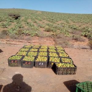 figues de barbarie - fruits et légumes bonjour--nous somme ste marocaine import export des produit agroalimentaire mis a votre disposition le fruits figue barbarie --veuillez nous contacter pour plus d'informations 