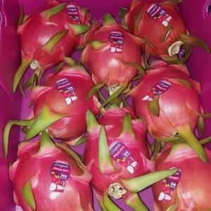 Fruit du dragon - fruits et légumes le pitaya ou fruit du dragon est un fruit exotique savoureux et coloré,  provenant d'un cactus...--notre sté. spécialisée dans l'importation et l'exportation de fruit et  légumes (national-international ) 