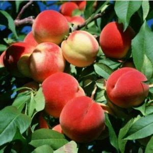 PECHE - fruits et légumes la peche est un fruit charnu á noyau,  proche de la nectarine et du brugnon...--notre sté. spécialisée dans l'importation et l'exportation de fruit et légumes (national-international) 