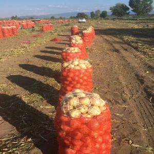 oignon - fruits et légumes nous sommes basés à marocain. nous sommes à la recherche de client ,  importateur de fruits et légumes de haute qualité. i am looking for someone who buys potato in high quality and a good price--très bonne qualité très bonne prix