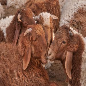 Moutons Awassi à vendre