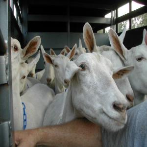 Chèvres espagnoles/saanen/boers/bengales vivantes - animaux vivants chèvres espagnoles/saanen/boer/bengales vivantes.--nom de la race - espagnol----autre nom - aussi appelée chèvre brosse ou chèvre broussaille.----raison d'etre de la race - viande et lait----taille de la race - moyen-grand----poids - 23 à 90 kg----cornes - oui----t