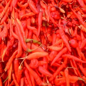 VENTE DE SEMENCES BIOLOGIQUES - semence graine plant nous disposons de semences biologiques traditionnelles de piment,  gombo,  aubergine,  corossole,  papaye et bien d'autres en quantite. veuillez nous contacter au 00225 0758862918