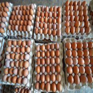 Exportateur d'oeufs et poules - viandes et oeufs bonjour,  --entreprise spécialisée dans le commerce d'exportation de volailles et oeufs qui est basée au ghana et reconnue par les autorités ghanéen sous . nous recherchons actuellement des partenaires pour exportation de nos produits,  plus d'information veuillez no