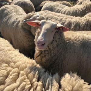 bétail, moutons, chèvres et bovins - animaux vivants moutons awassi vivants / moutons mérinos / moutons et agneaux dorper ewe à vendre---- ----nous fournissons des moutons vivants,  des chèvres vivantes et des bovins (bouvillons et vaches),  des veaux (jeunes) au meilleur prix que vous puissiez trouver !-----moutons,  chèvres 