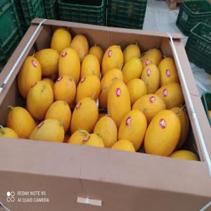 MELON JAUNE - fruits et légumes nous sommes basés au maroc ... à la recherche des clients importateur de fruits et légumes de haute qualité.--très bonne service-qualité-prix.--* n'hésitez pas à nous contacter.