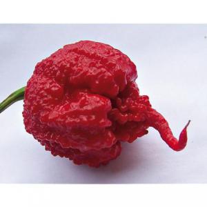 Vente Carolina Reaper en gros - fruits et légumes bonjour, ----je suis un français nouvellement expatrié au rwanda spécialisé dans la culture du carolina reaper.----je suis en mesure de fournir toutes les quantités à j+90 ----les piments sont cultivés par des agriculteurs locaux avec une rémun&