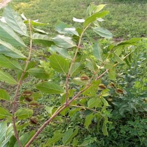 kinkéliba,  Combretum micranthum G.Don - fruits secs et graines grillées offre de fourniture de feuilles séché de kinkéliba,   combretum micranthum g.don en quantité illimité du burkina faso.