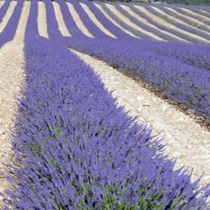 Huile essentielle de lavandin grosso d'Espagne - huiles plus de 300kg d'huile essentielle de lavandin grosso (lavandula hybrida).  nous cultivons artisanalement du lavandin grosso et produisons l'hulie essentielle de haute qualité en castille (espagne).  aucun produit chimique utilisé. recherchons acheteurs à partir de 20kg.