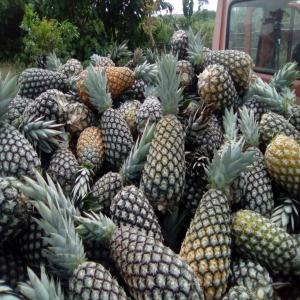 Ananas Frais, Ananas Séché Variété Pain De sucre