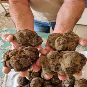 Truffe fraiche Francaise - champignon levure truffes fraiches origine drôme,  gard,  vaucluse.--tarifs particuliers et professionnels.--prix au cours et selon quantité.--brossees ou bien lavées/brossees/mises sous vide.--livraison possible sous 72 h mais pas d'expédition.--paiement par avance----- tuber aestivum (truff