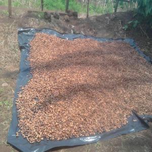 Cacao de bonne qualité bien sèche déjà stocké  - café cacao thé mois d’août début de la campagne cacaoyère au cameroun. --nous sommes société camerounaise située à douala qui opère dans l’achat et la commercialisation des fèves de cacao et café. nous travaillons en étroite collaboration 