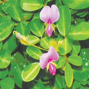 Recherche de semences de desmodium adscendens - semence graine plant bonjour,  notre société se lance dans la plantation de desmodium adscendens. nous sommes à la recherche de fournisseur de semence et aussi de partage d'expérience sur la procédure de production de cette plante.----d'avance merci de votre retour.----cordialement 