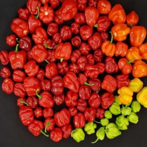 Légumes bio en déstockage - fruits et légumes je dispose d'une quantité suffisante de production de 3hectares de gombo, piments frais, aubergines bio. je recherche donc des acheteurs voir des partenaires dans le monde .