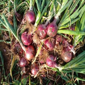 Oignons rouge de la région de Boulemane à vendre - fruits et légumes bonjour,  ----nous sommes des producteurs d'oignons rouges de haute qualité dans la région de boulemane (fes meknes),  nous disposons de plus de 100 tonnes,  et cette quantité sera disponible à partir de fin août. n'hésitez pas à me contacter pour plus d'