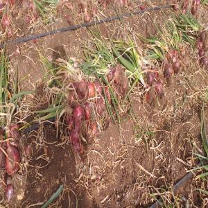 vente d'oignon rouge - fruits et légumes  bonjour vente 1 hectare  d'oignon rouge récolter et poser sur la terre a l'abris du soleil pour  plus d'hectare me contacter