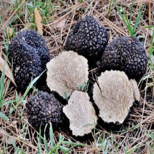 Bulgarian fresh truffles -  yeast fungus hi everyone, --we are bulgarian certificated company which work with truffles and other forest mushroom.--so we offer a verry good quality of truffles from bulgarian forest. if you are interested please contact us soon as it possible on email or mobile number. 