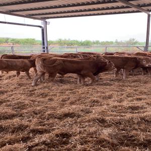 BOEUF AGNEAUX A VENDRE - animaux vivants sans transport,  prix fob.--boeuf charolais,  limousin,  montbéliard,  saler,  holstein à vendre mâle,  femelle.--poids 550kg à 650kg,  quantité importante.--agneaux mérinos poids 38kg 40kg à 45kg bonne quantité.--carcasses bovines et ovines--- boeuf c