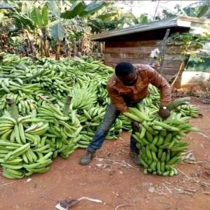 Fruits et légumes disponible ( Banane)