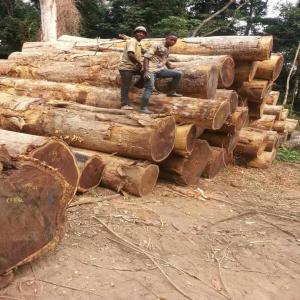 Vente des bois tropicaux (Iroko, Tali, Wenge...) - bois charbon fibre vous avez besoin d'acheter du bois ? ou vous connaissez un acheteur potentiel à kinshasa ou à l'étranger ? demandez nos prix rendus kinshasa ou fob matadi. exploitant forestier agréé dans les provinces de mai-ndombe et de l'équateur,  nous pouvons fournir des