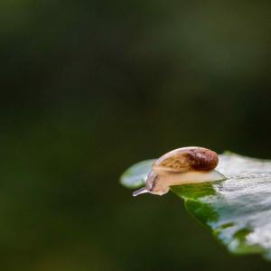 Escargots for Sale - live animals our farm “escargots farm” raises helix aspersa maxima in serbia green fields,  making them top quality in both taste and vision. we are looking to export for europe and other counties to expand our market--