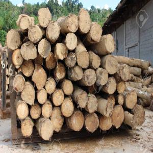 Vente de bois d'hévéa - bois charbon fibre bonjour,  nous avons des bois d'hévéa vieillissant sur pied à vendre,  plus de 4000 hectares de bois sur pied. nous cherchons des clients potentiels pour l'acheter