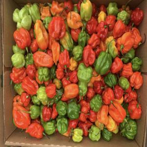 Piment Habanero, gombo clemson, aubergine, avocat - fruits et légumes bonjour,  je suis le manageur d’une entreprise africaine au rwanda qui vend des produits agricoles su marché international. nous travaillons déjà en europe et aimerions s’agrandir. nous avons  --prix cif en europe (livraison par avion)--•1 kilo de gombo=2.54€--•1 kilo d’aubergine