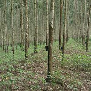 Anciens bois d'hévéas à vendre