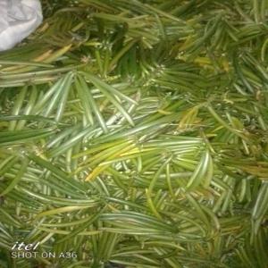 vente de la vanille verte URGENT - épices aromates nous sommes une association des planteurs de la vanille ici à madagascar (region sava vohemar  ) et nous sommes à la recherche d'un acheteur le plus vite possible  pour nos produits. (zone montagneuse )----association bien légalisée ( vérifiable)--50 membres----van