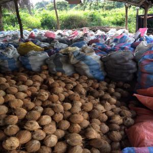 Exportateur de la noix de Coco - fruits et légumes nous sommes une jeune société de l'exportation de la noix de coco sec de haute qualité de plus nous disposons des plantations villageoise pour pouvoir nos clientèles.