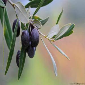  noyaux d'Olive, huile d'olive extr vierg, Orange - autres jeune agriculteur basé en grèce je dispose des plantations d'oliviers et d'orangers. j'ai aussi une usine de production artisanale d'huile d'olive extra vierge. je recherche des clients a l'international pour exporter mes produits a savoir ---1- l'huile d'olive extra vierge ( grande qu