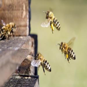 GELEE ROYALE ET VENIN D'ABEILLE - APITOXINE  - autres bonjour,  ---- nous sommes une coopérative apicole,  nous cherchons un partenaire sur le long terme pour l'achat de notre production de gelée royale et de venin d'abeille (apitoxine). ---- n'hesitez pas à nous contacter pour plus d'informations 