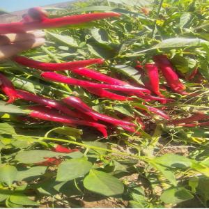 Piment langue d'oiseau - épices aromates je cherche des clients pour 10 hectares de piment langue d'oiseau séché ou frais.--nous sommes au maroc --le prix est negociable--pour plus d'informations contactez nous par email.