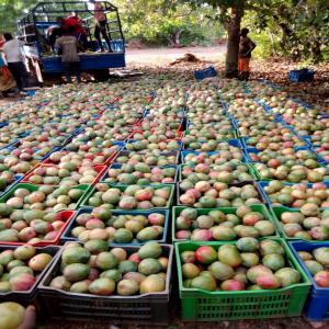 Mangue, Anacard, arrachide de qualité - fruits et légumes scoops-profalsi expert en production et commercialisation de fruits anacard et légumes en particulier la mangue,   avons pour objectif,  satisfaire nos clients.