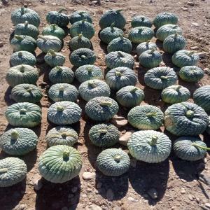 Pumpkin, Black futsu squash. - fruits and vegetables we want to sell 40 tons of pumpkins,  they will be ready next december,  for more clarifications you can write to us.