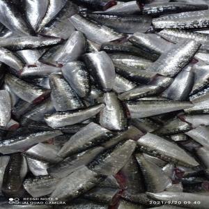 SARDINE HGT - fish hello my ffriends we are producer of frozen fish from morocco we can offer sardine hgt with scalls 9.5cm-10cm if you are interested please don't hesitate to contact me 