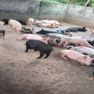 Élevage porcs et poules pondeuses AFRIQUE - animaux vivants je nomme n'guessan ( prof eps en côte d'ivoire) j'offre l'opportunité d'une affaire très rentable - la création de ferme de porc et de poules pondeuses dans un partenariat gagnant-gagnant. tu désires investir au pays dans l'élevage mais tu ne dispose pas du t