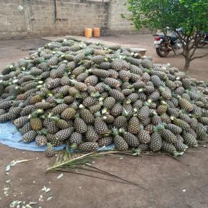 Recherche un grossiste pour l'achat de nos fruits - fruits et légumes vente des fruits d'ananas bio au togo. en gros et en detail. nous cultivons plus de 10 hta d'ananas bio. nous recherchons des clients. merci de nous contacté 